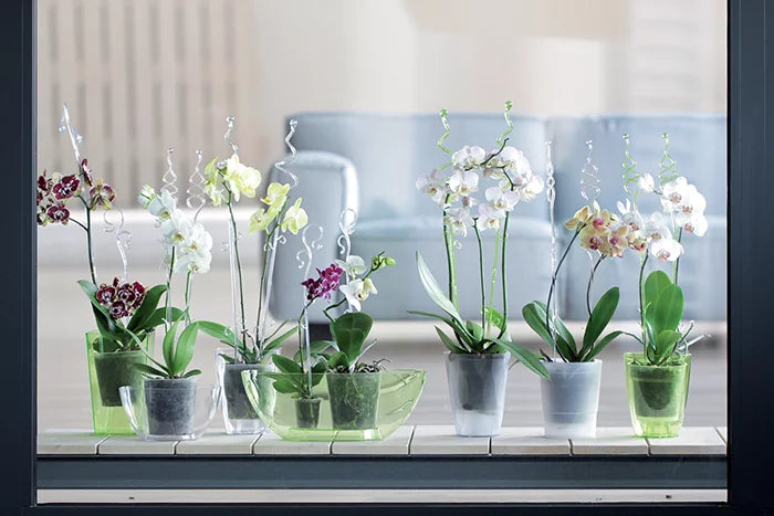 Podpórka dla kwiatów COUBI - przeźroczysty