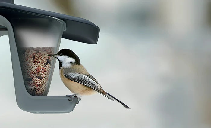 Karmnik dla ptaków BIRDYFEED DOUBLE - antracytowy [base:S433, top:405U]