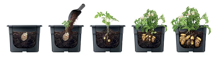 POTATO GROWER - antracytowy