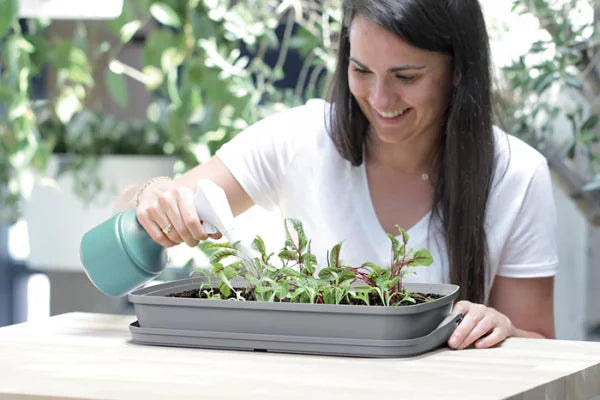 Szklarnia RESPANA TABLE GREENHOUSE 3 - antracytowy