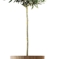 Doniczka Ryfo Eco Wood-biały-FSC mix credit-DNV-COC-002260